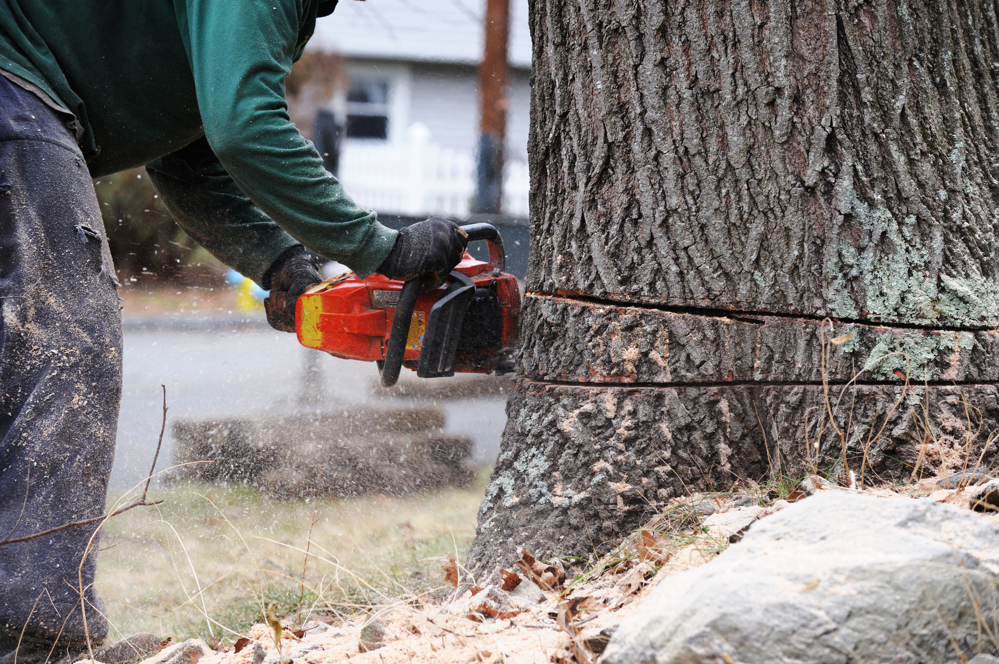 To Cut or Not to Cut: Tips for Hiring a Tree Removal Service