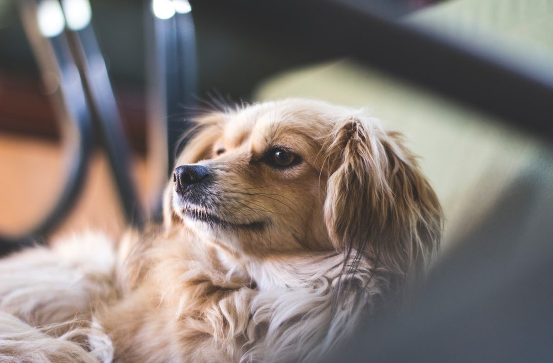 7 Low Maintenance Pets to Consider If You Live in an Apartment