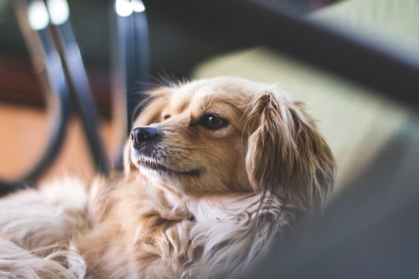 7 Low Maintenance Pets to Consider If You Live in an Apartment