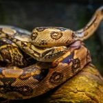 The not so Great Snake Plague In Australia And How To Manage It?