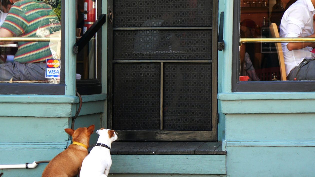 4 Key Reasons Why You Should Install a Dog Door