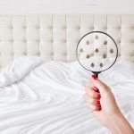 Itchy Situation: How to Spot Bed Bugs in Your Home