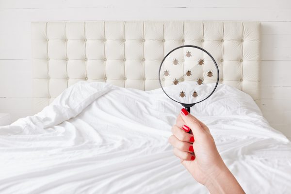 Itchy Situation: How to Spot Bed Bugs in Your Home