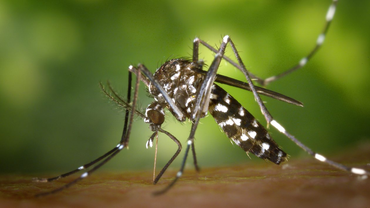 dengue fever symptoms