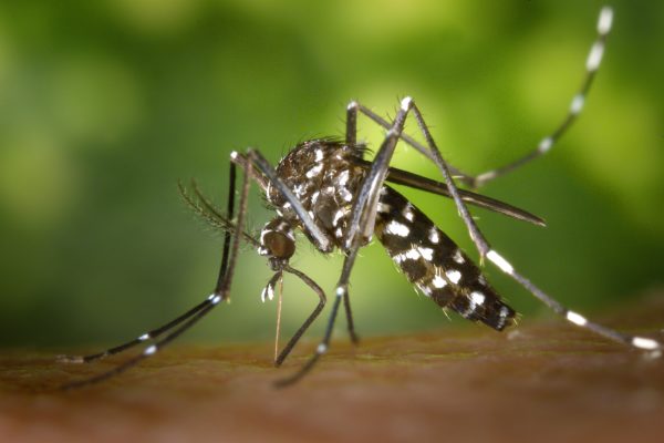 dengue fever symptoms