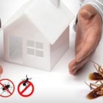 Why Regular Pest Control is Important in your House?