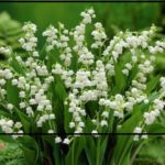 Lily of the valley: How to Plant Lilly
