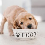 Best Food for Puppies- What Do the Vets Recommend