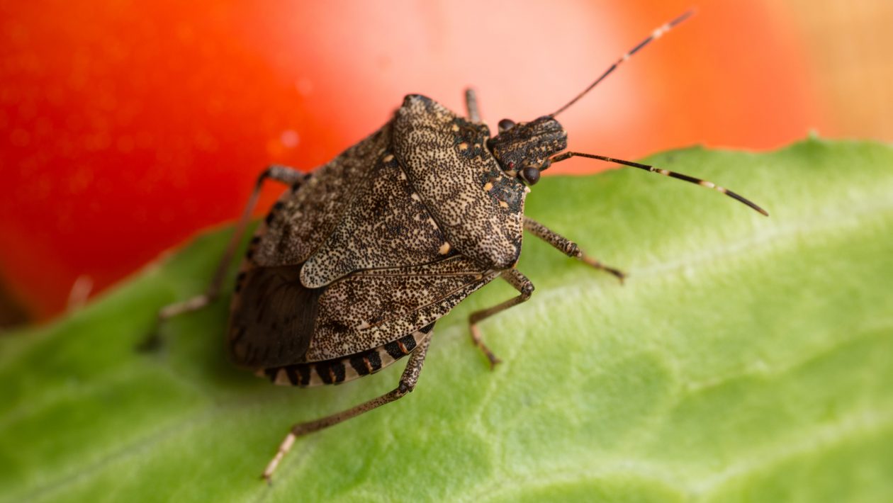 before going to know how to get rid of stink bugs it’s important to know what attracts them most, what is their nature, and finally the preventive measures.