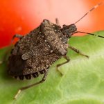 How to get rid of stink bugs