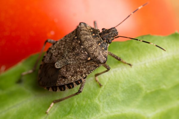 before going to know how to get rid of stink bugs it’s important to know what attracts them most, what is their nature, and finally the preventive measures.