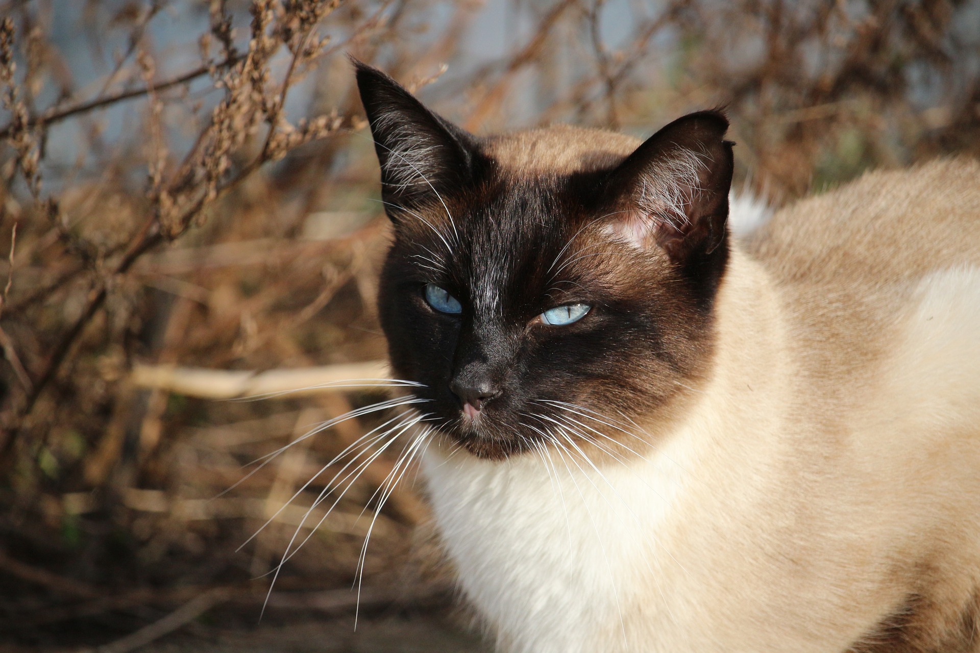 Breeds of Cats: Most Popular Cat Breeds to Bring Home