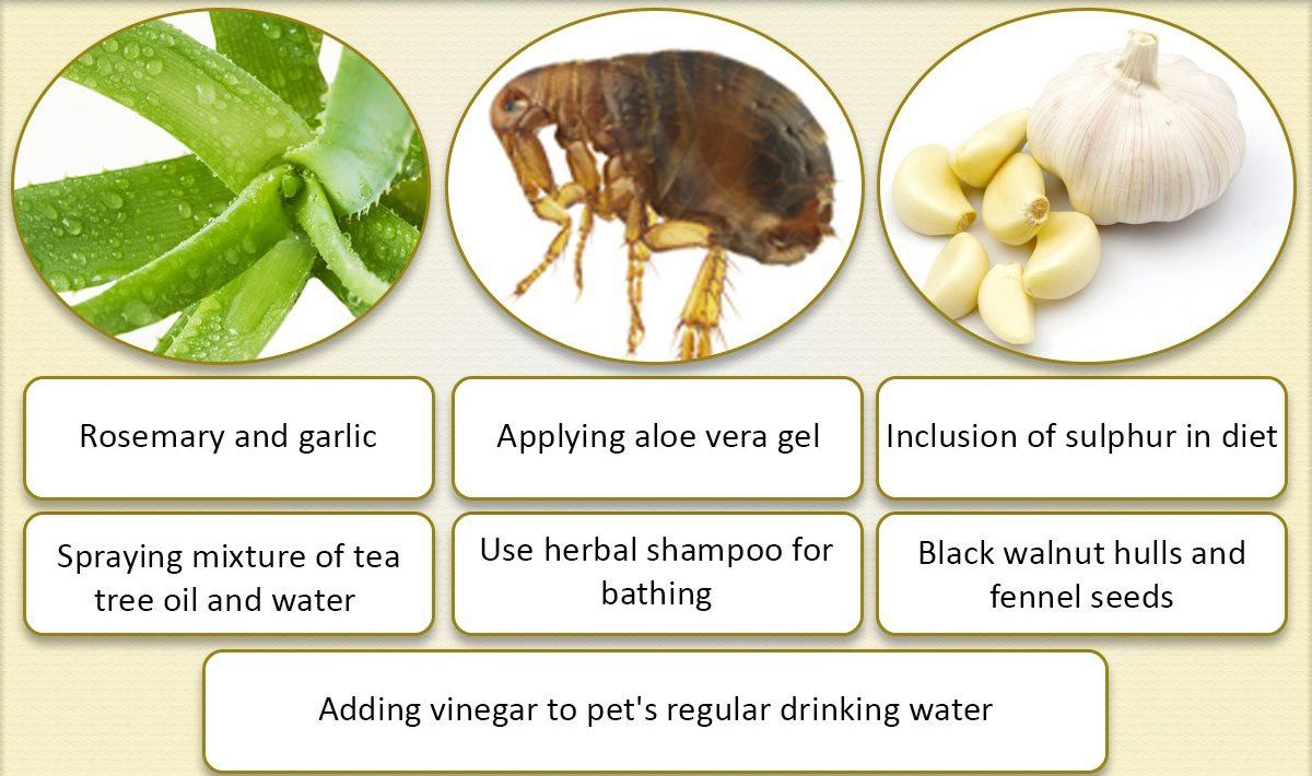home remedies for fleas