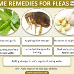 Home remedies for fleas