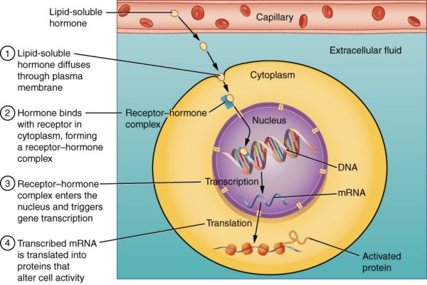 steroid hormones