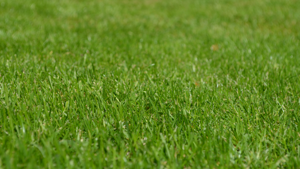 types of grass