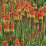 Red hot poker plant: How to care