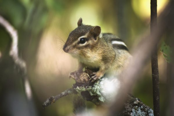 how to get rid of chipmunks
