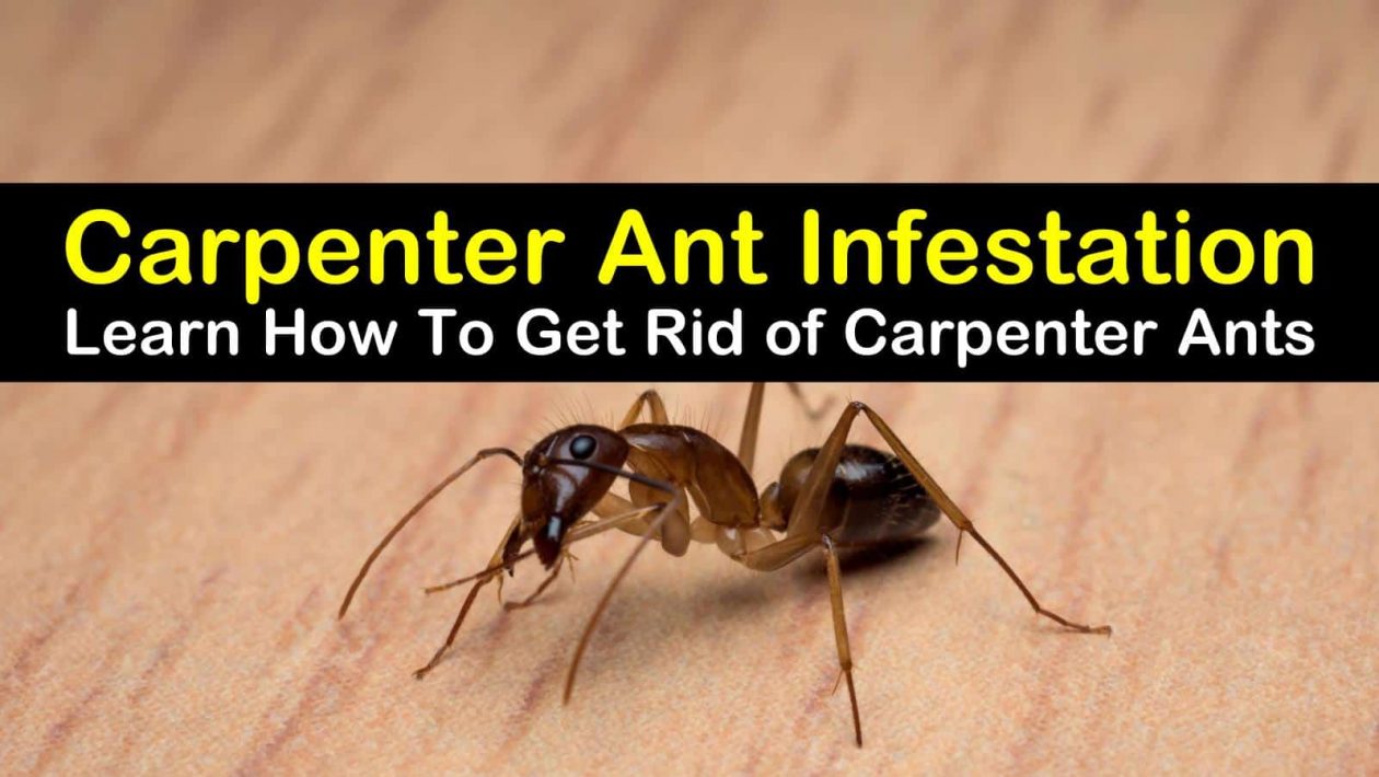 how to get rid of carpenter