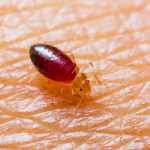 How to get rid of bed bugs from home?