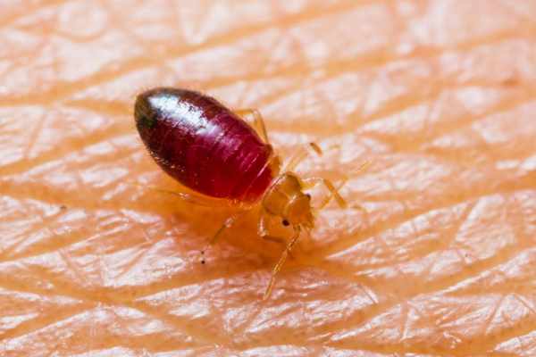 how to get rid of bed bugs