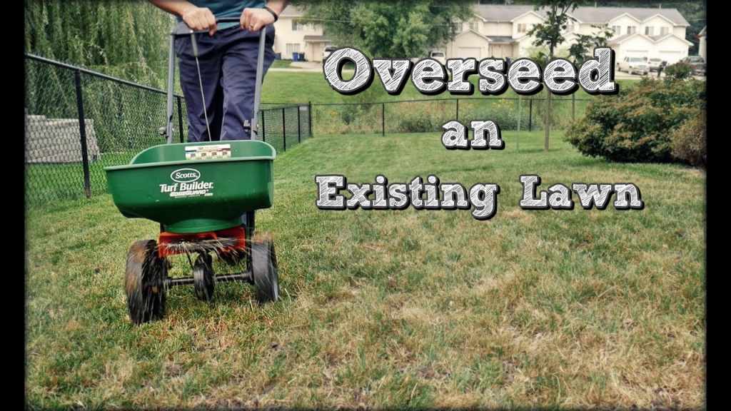 How To Overseed A Lawn How To Overseed A Lawn