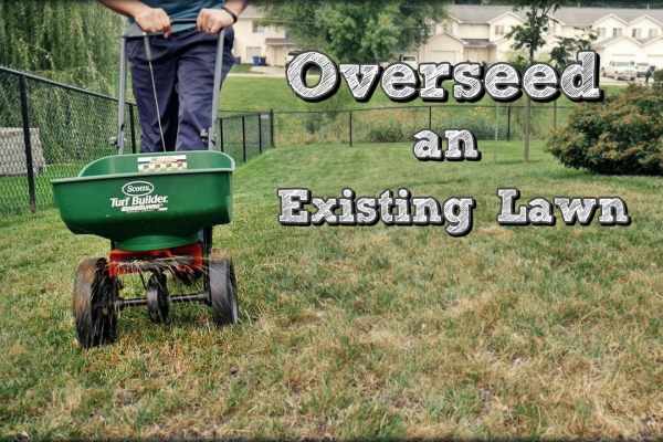 how to overseed a lawn