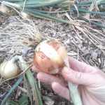 When To Harvest Onions Planted In October? 