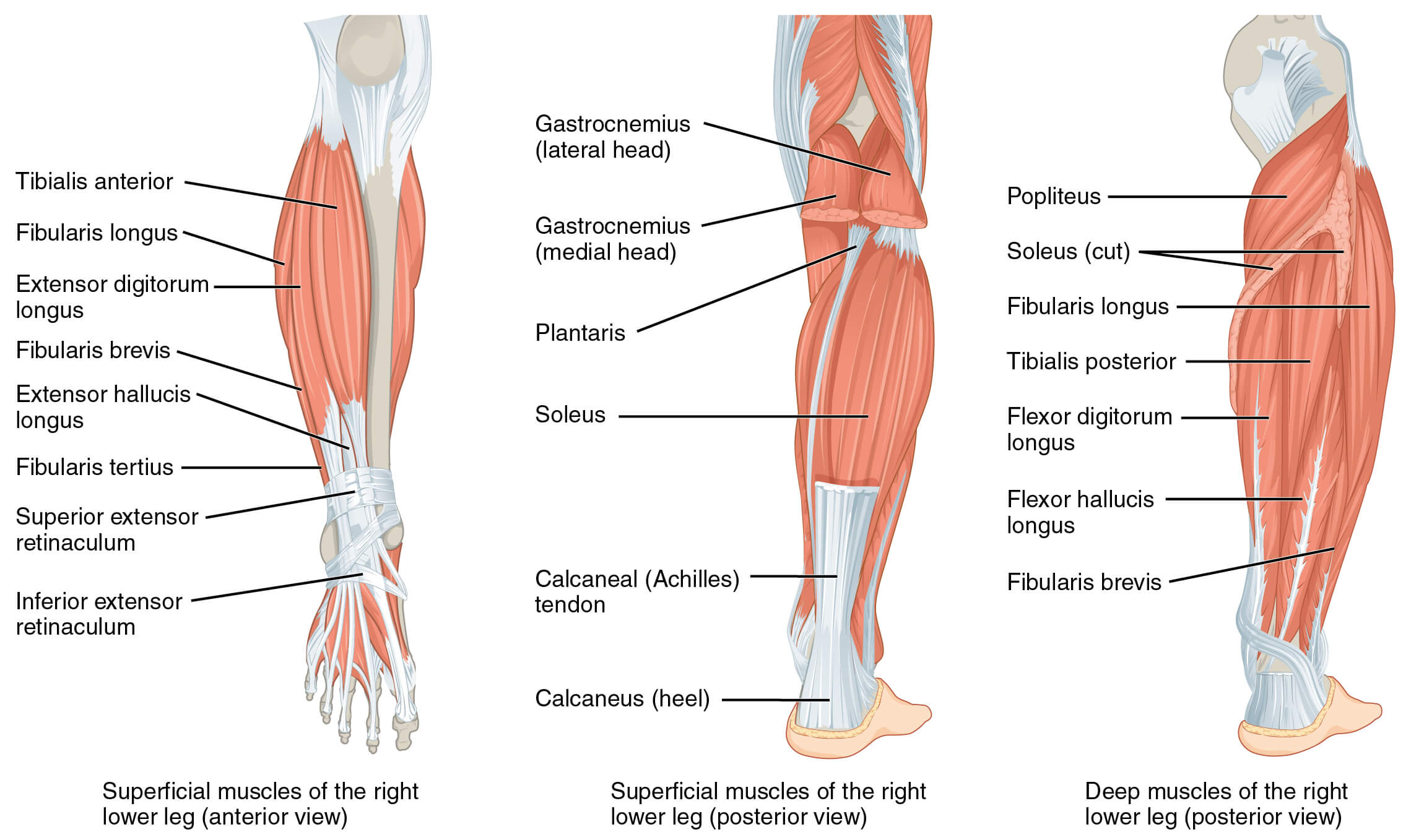 What Causes Muscle Cramps What Causes Muscle Cramps