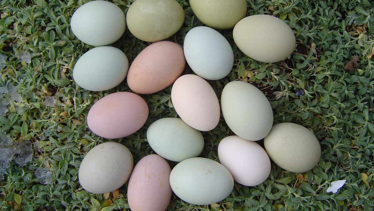 Ameraucana eggs