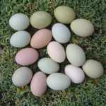 Ameraucana Eggs: Everything You Must Know before buying These