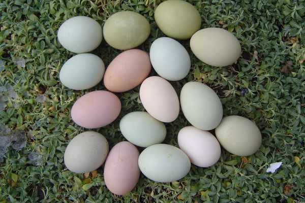 Ameraucana eggs