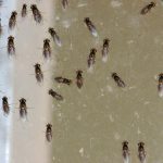How To Get Rid Of Gnats Without Apple Cider Vinegar