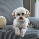 Design Tips for Pet-Friendly Homes