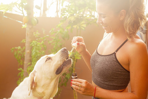 CBD Oil for Your Pets