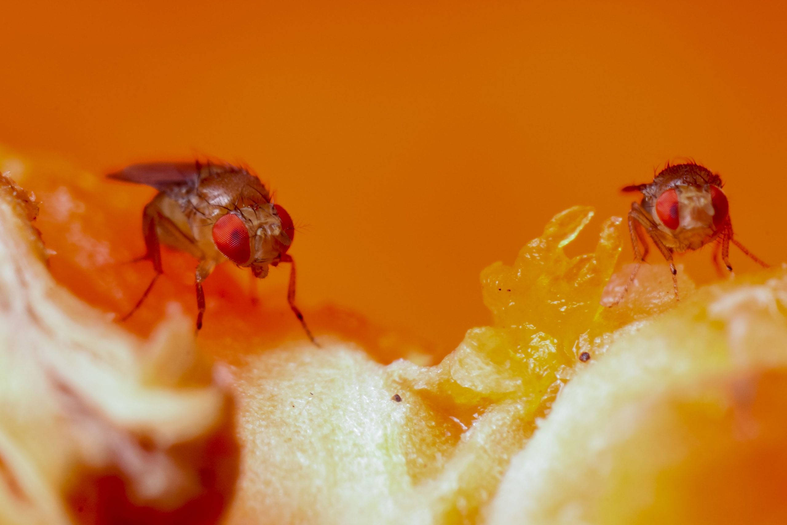 How to Get Rid of Fruit Flies