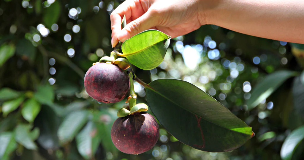 Mangosteen Benefits for Health